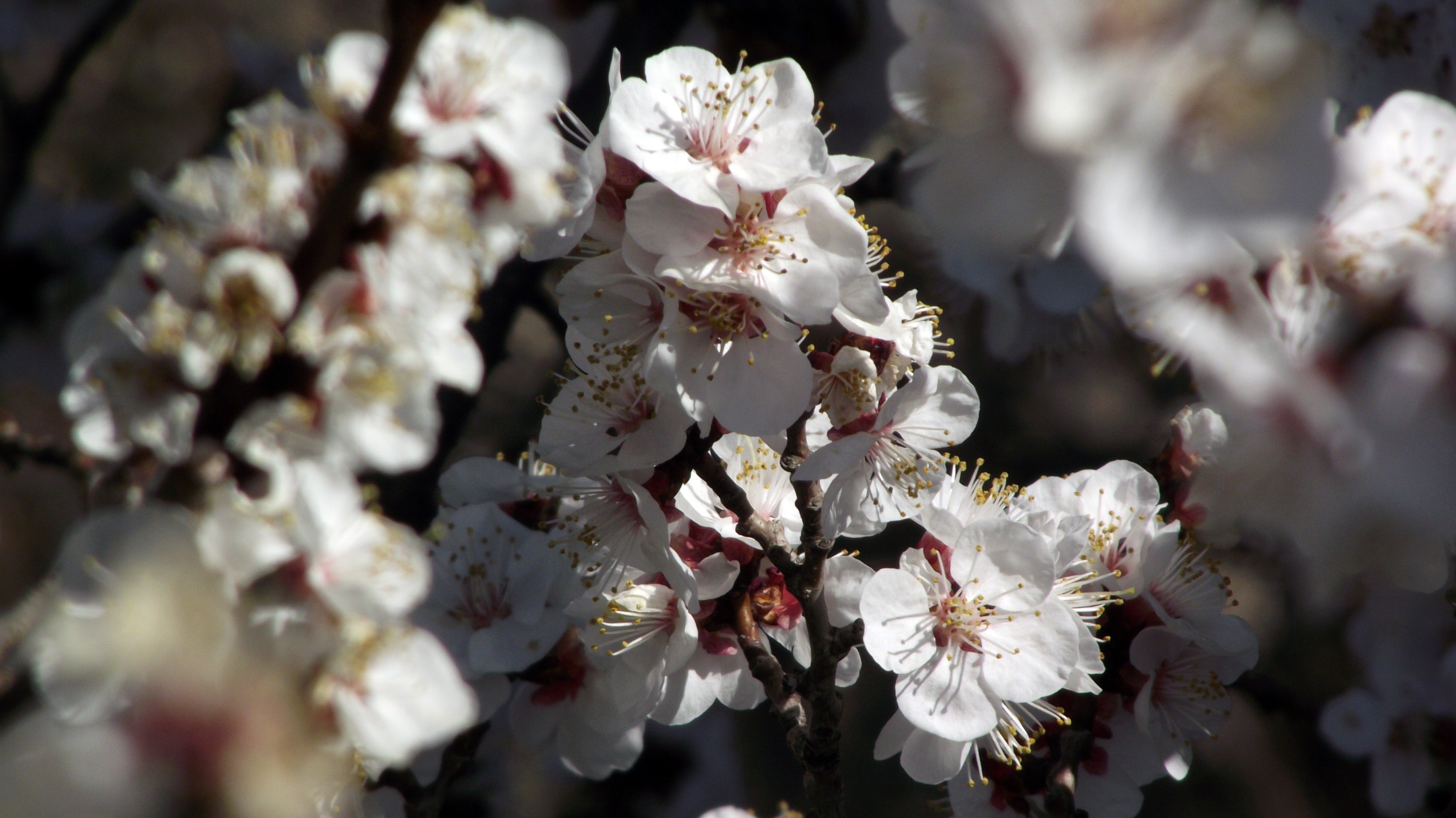 flowers-5.jpg