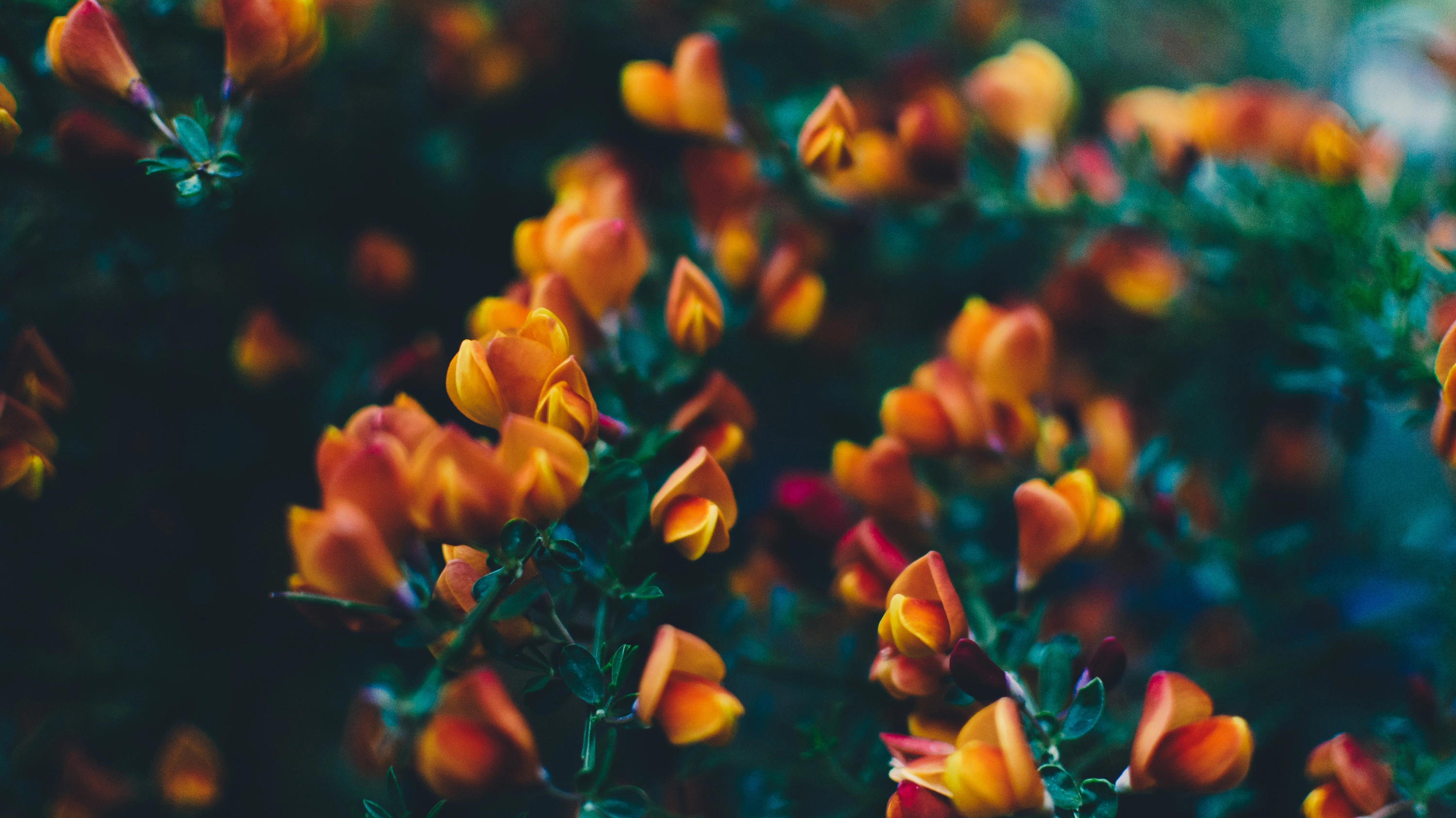 flowers-7.webp
