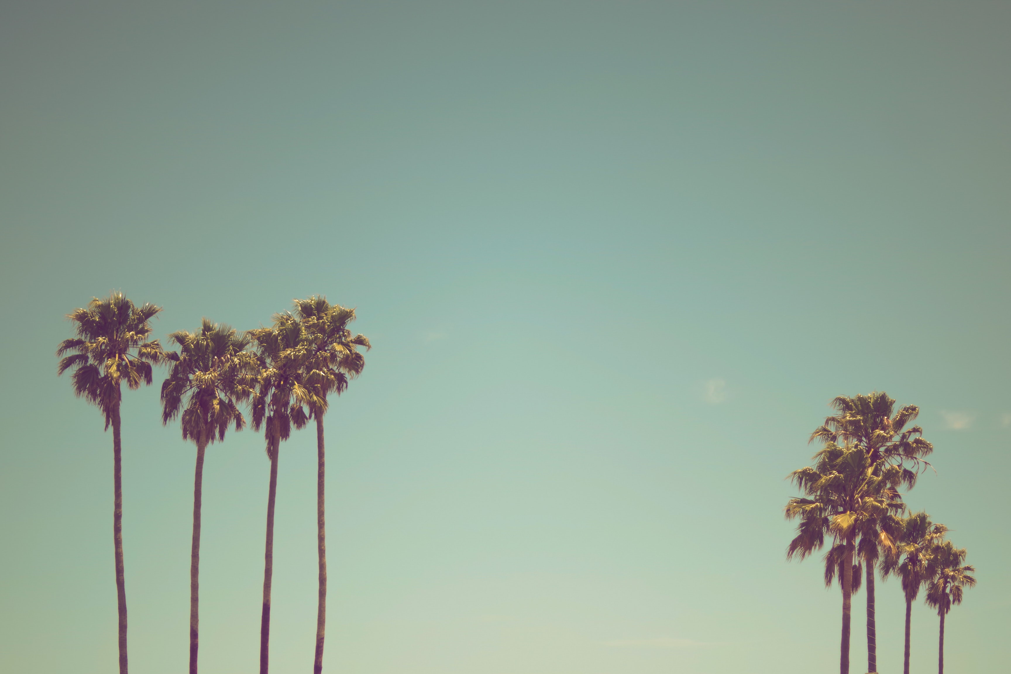 palm-trees.jpg