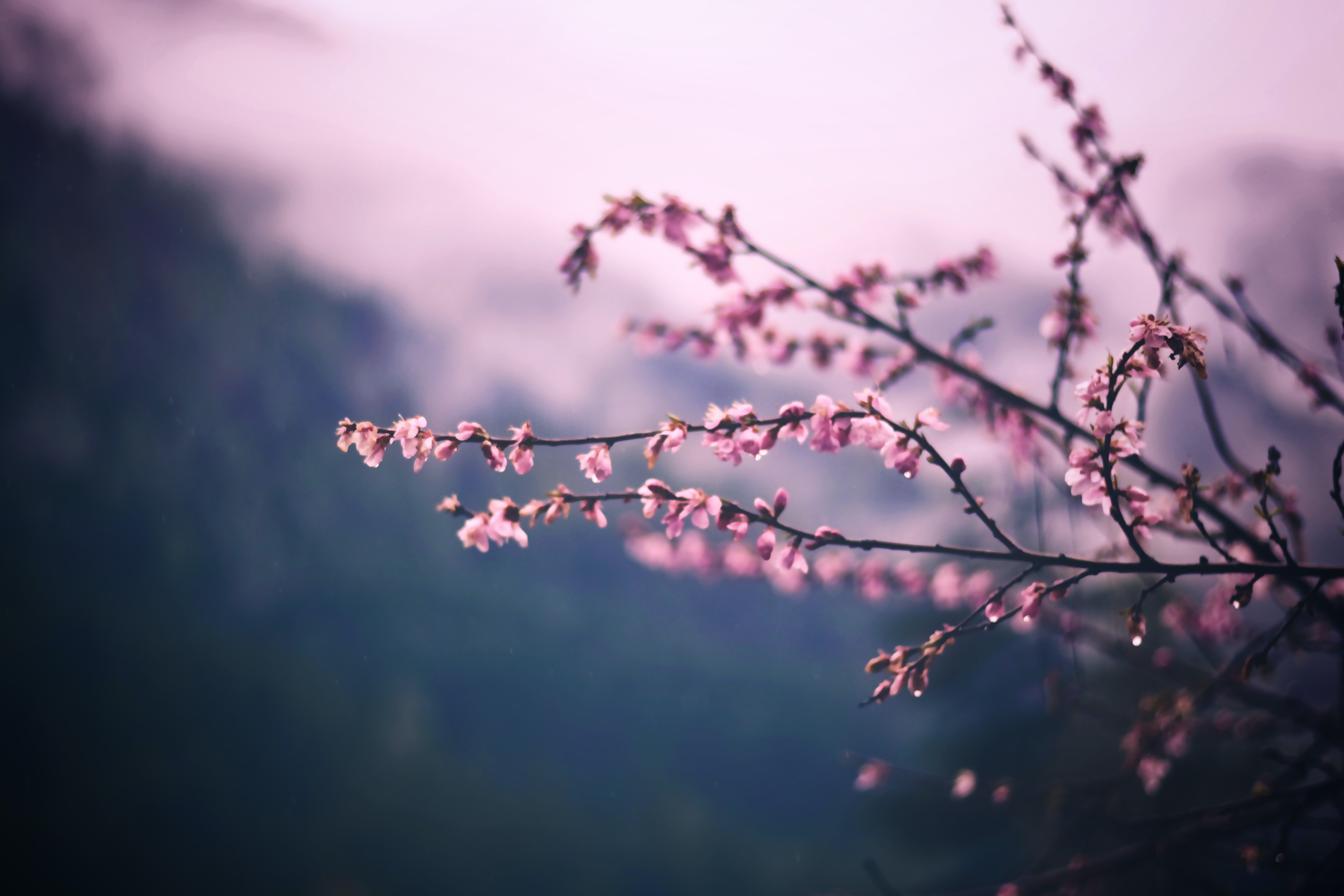 pink-flower-branch.jpg