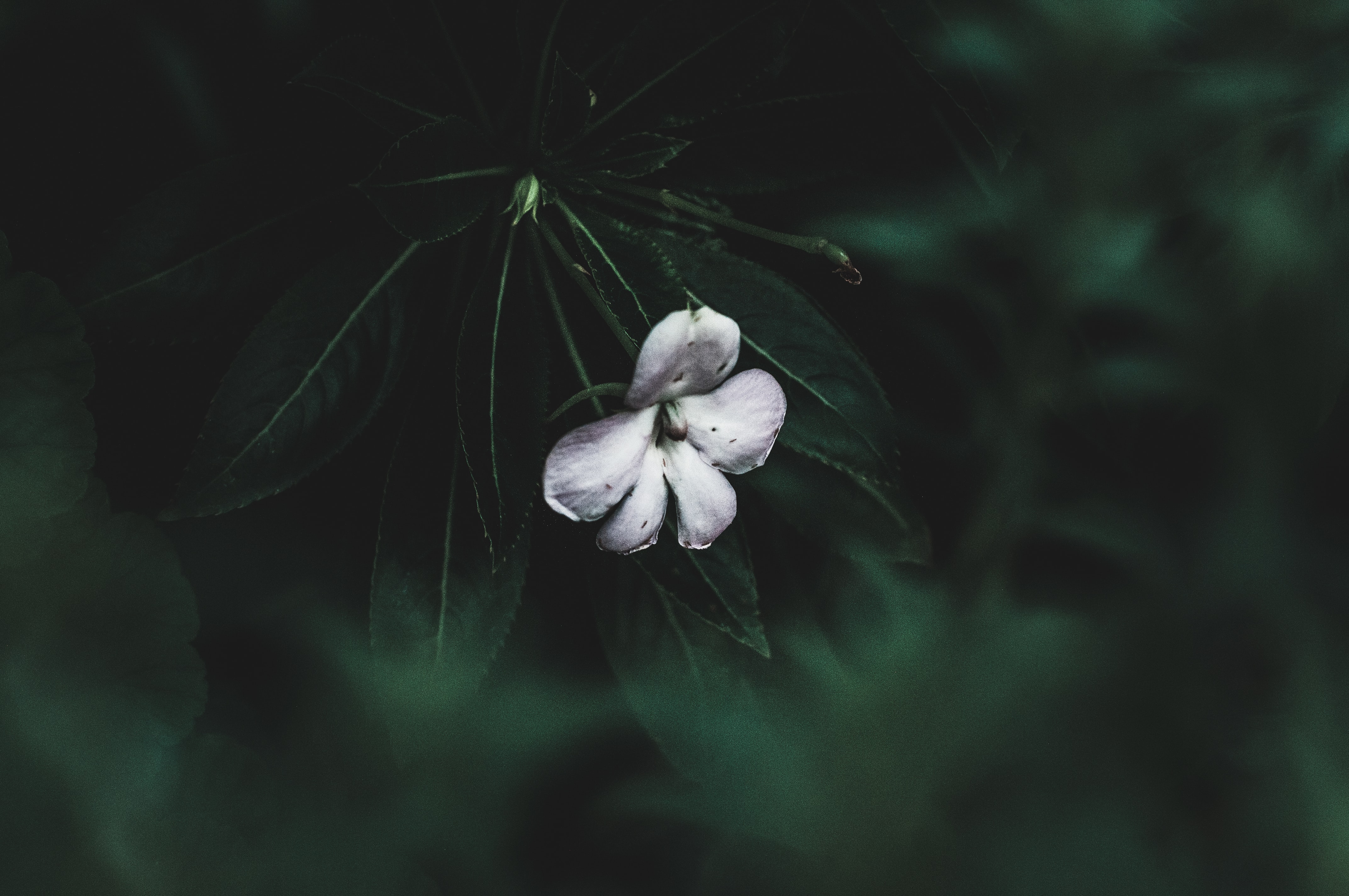 poor-mans-rhododendron-interesting-name-isnt-it.jpg