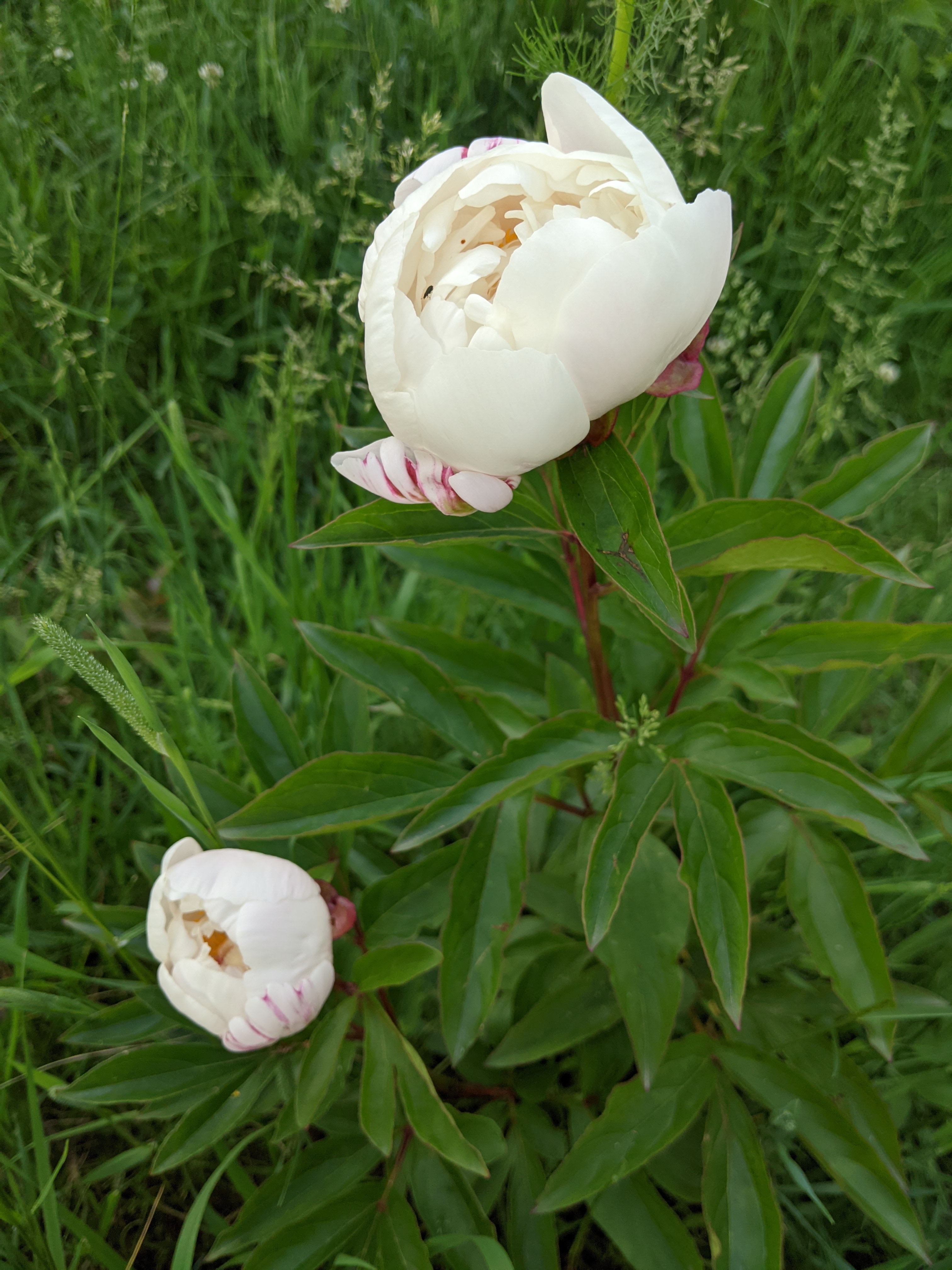 white-peony.jpg