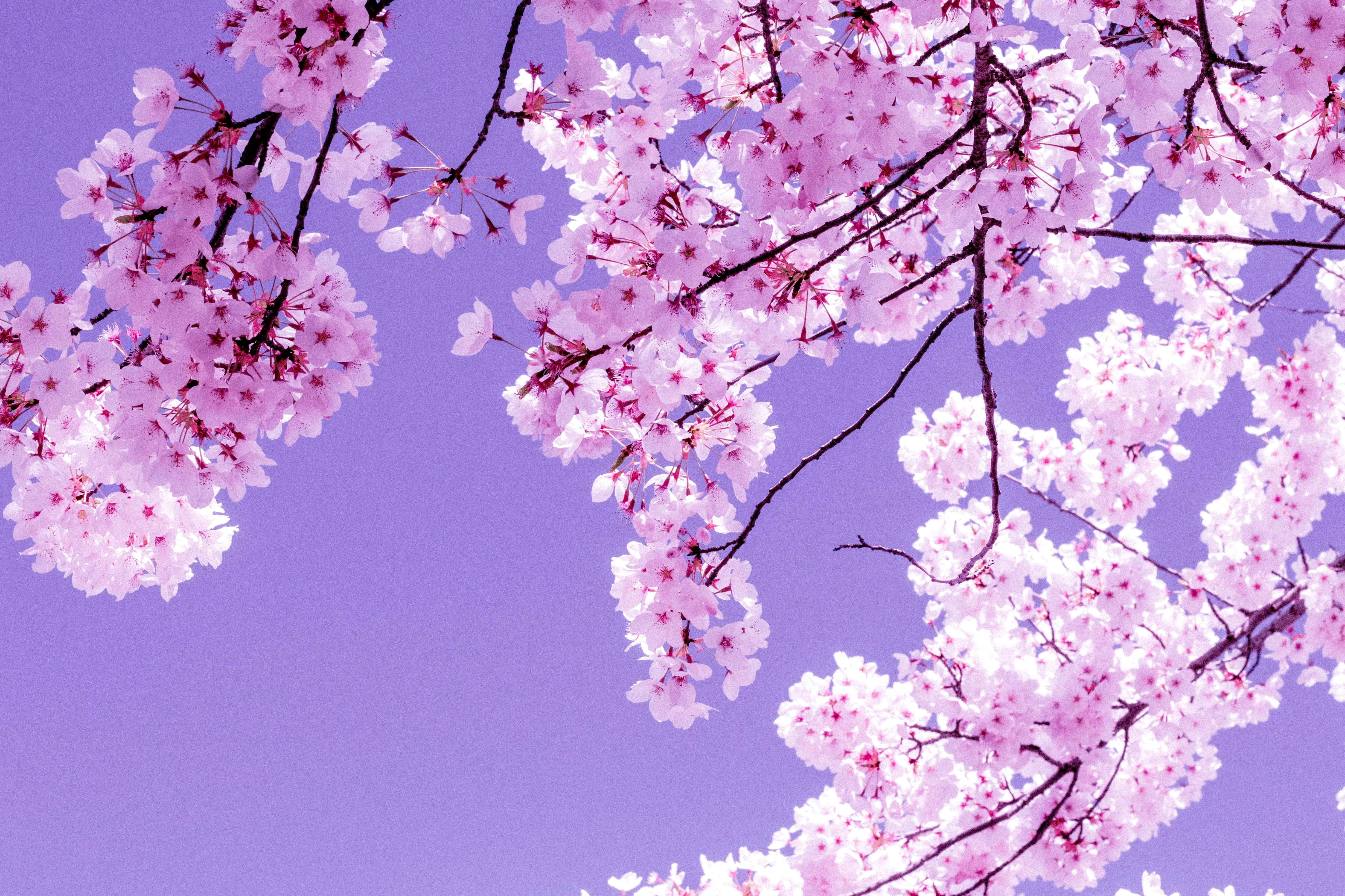 worms-eye-view-of-white-cherry-blossom.webp