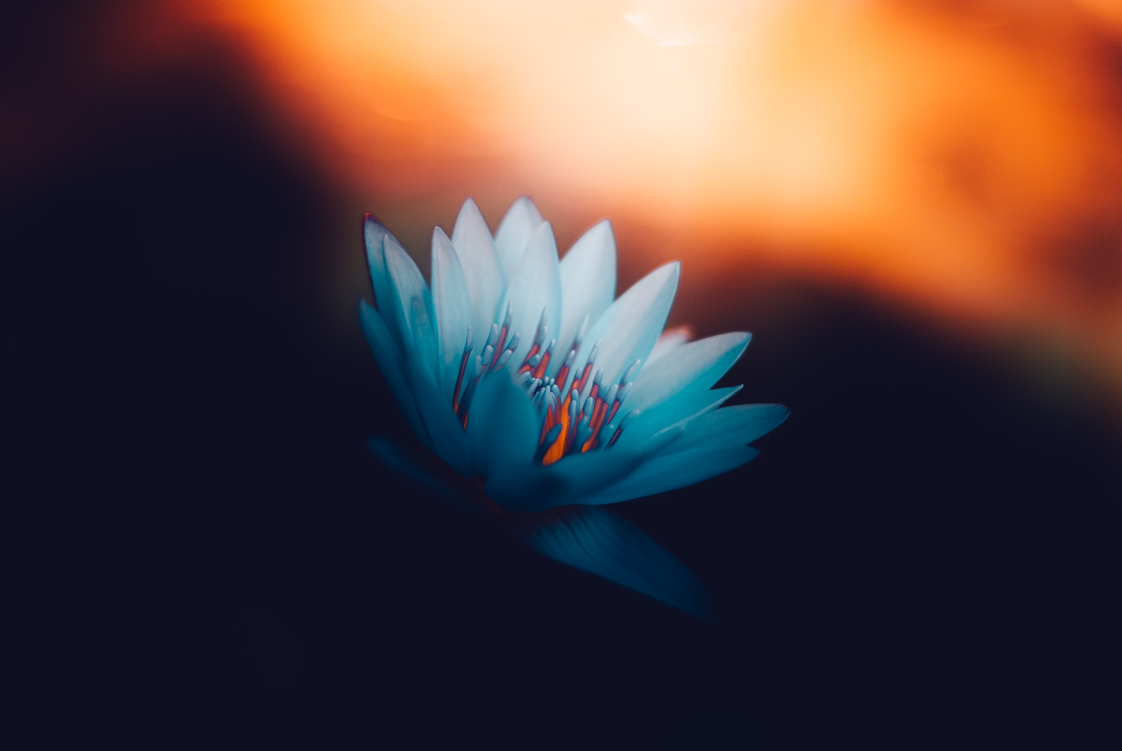 blue-flower.jpg