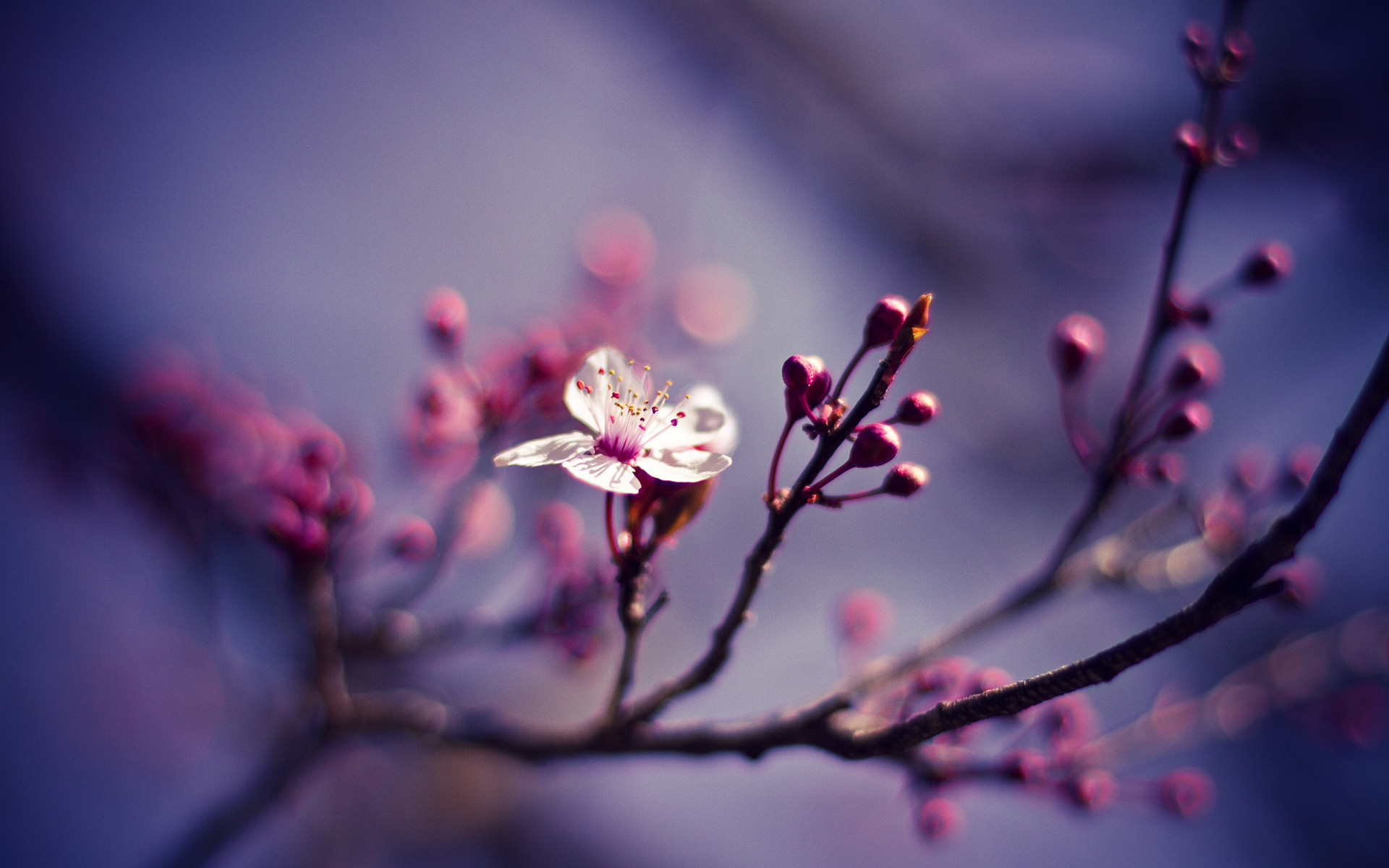 cherry-blossom.jpg
