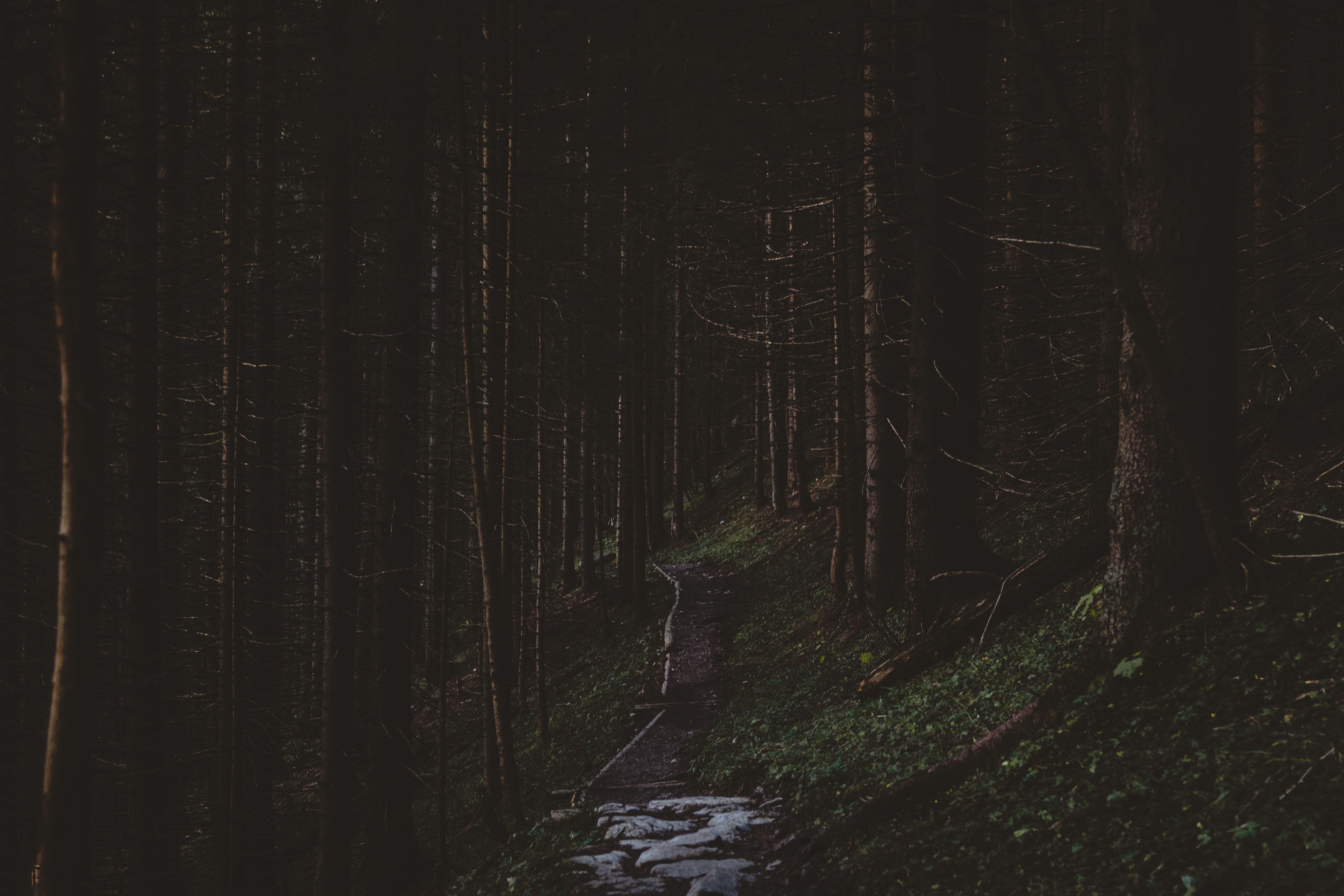 forest-path.jpg