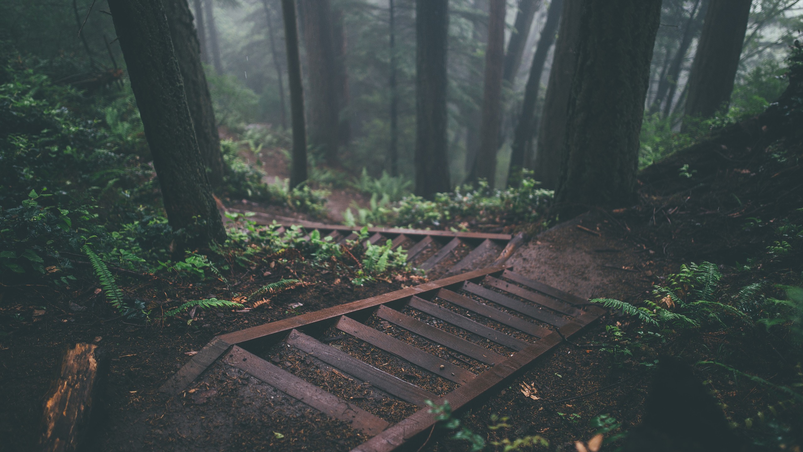 forest-stairs.jpg