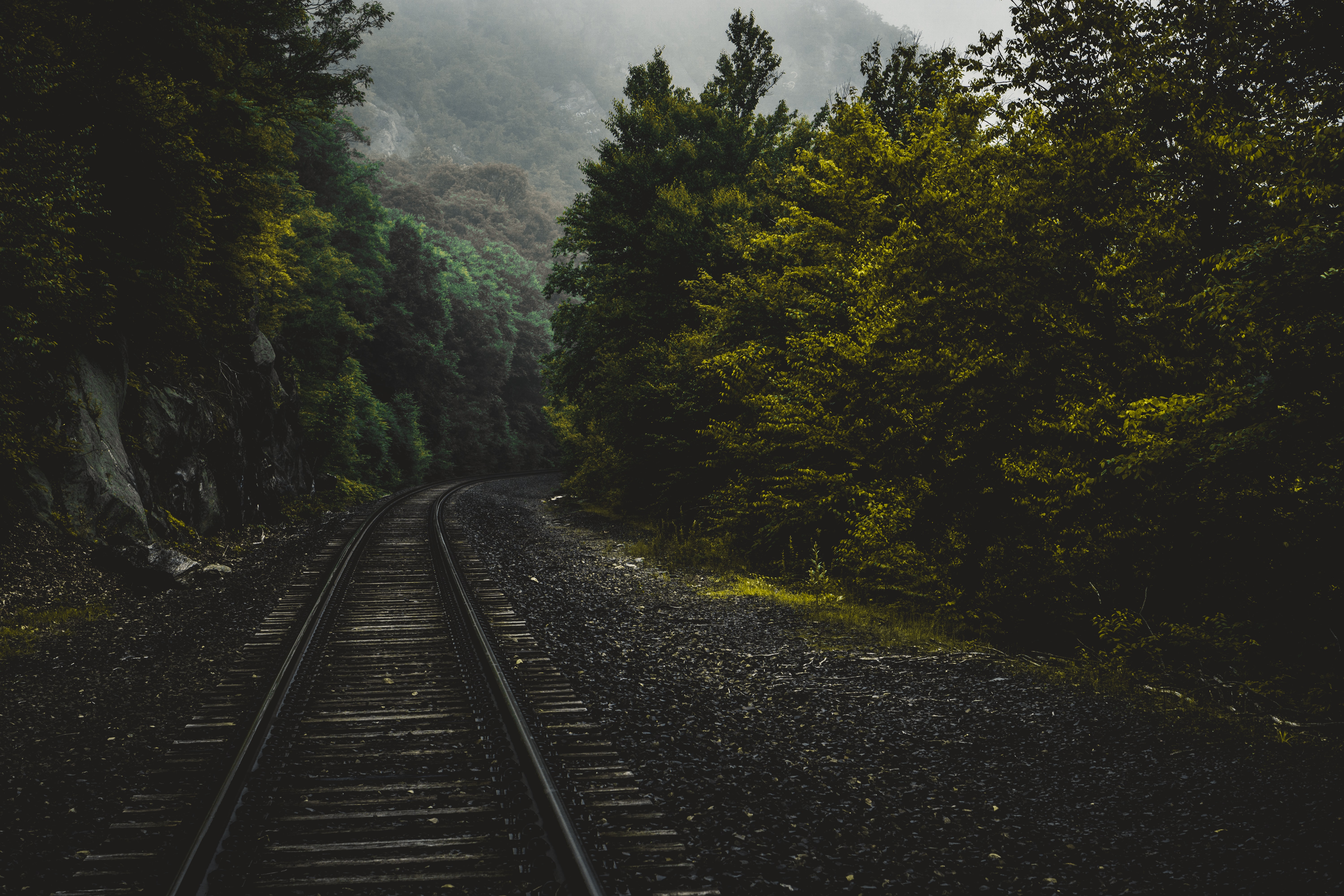 forest-railroad.jpg