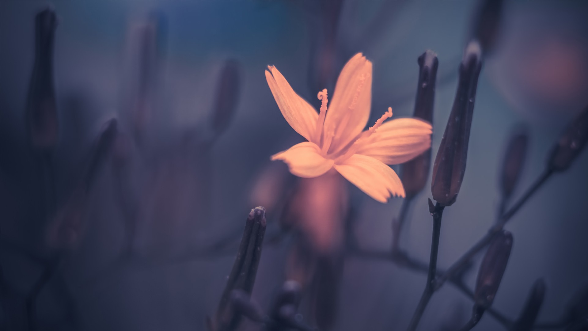 orange-flower.webp