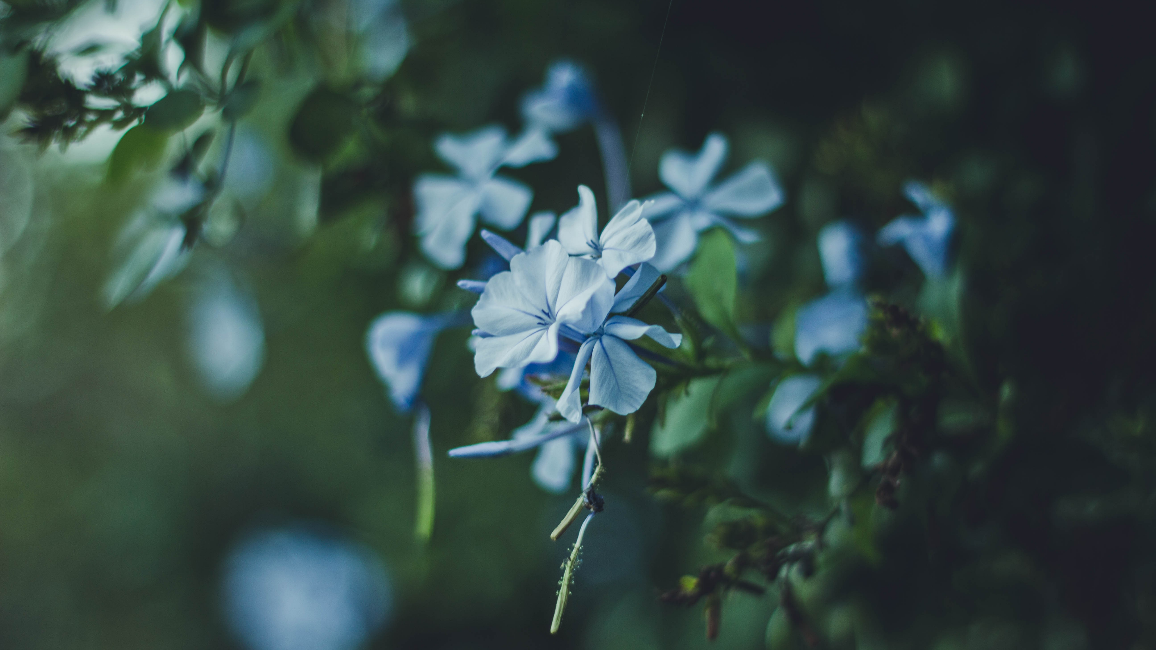 cape-leadwort-flower.webp