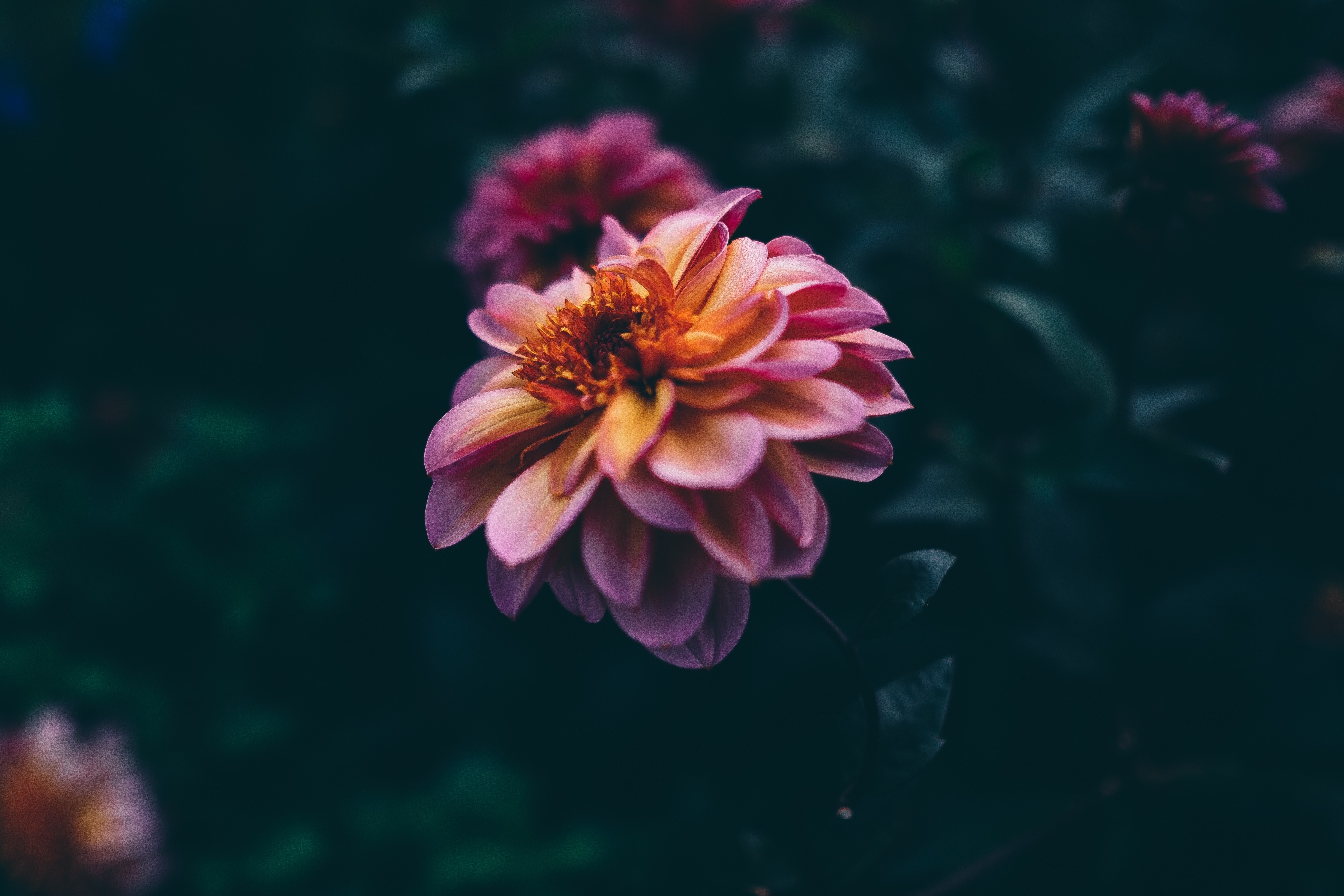 flowers-13.jpg