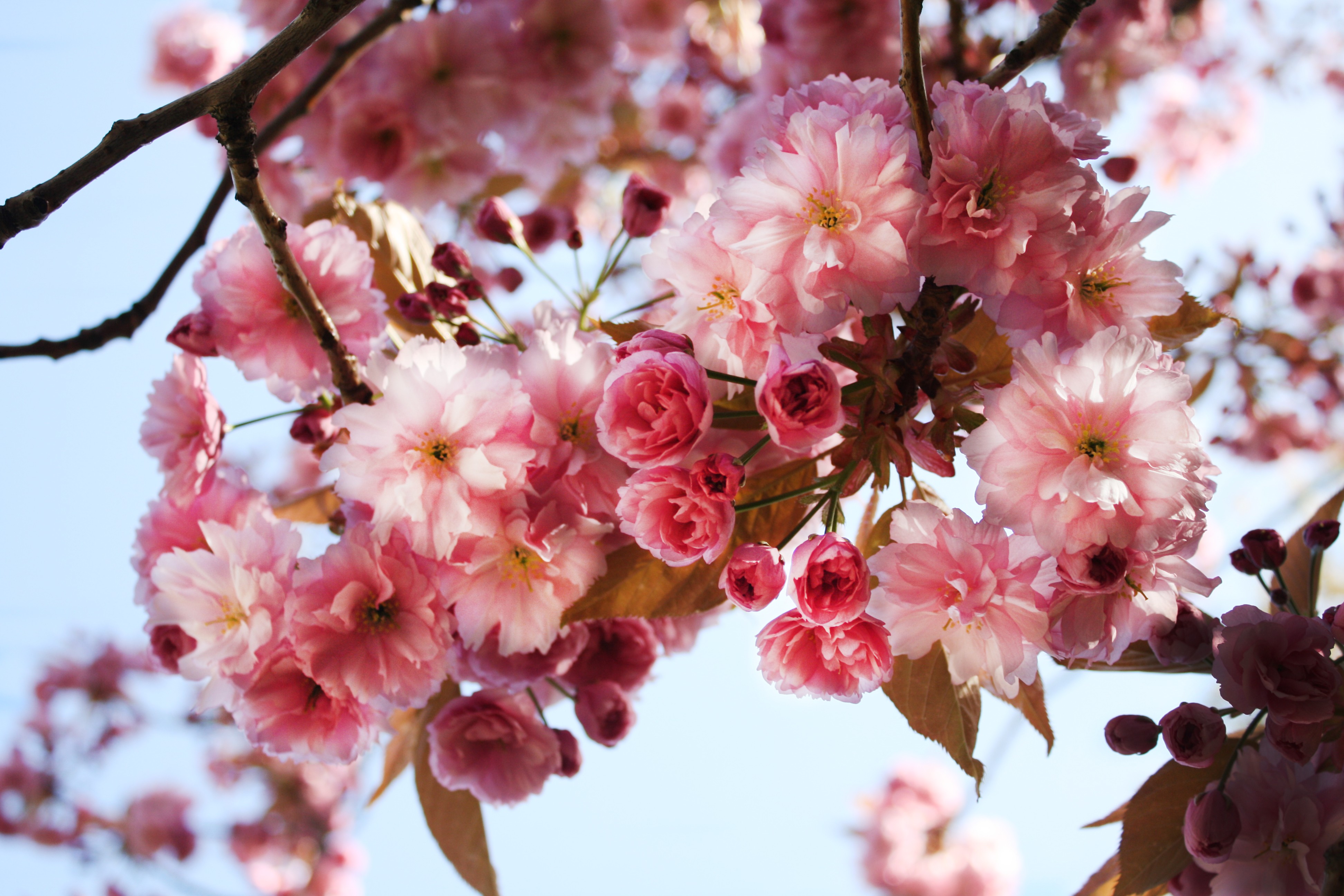 flowers-6.jpg