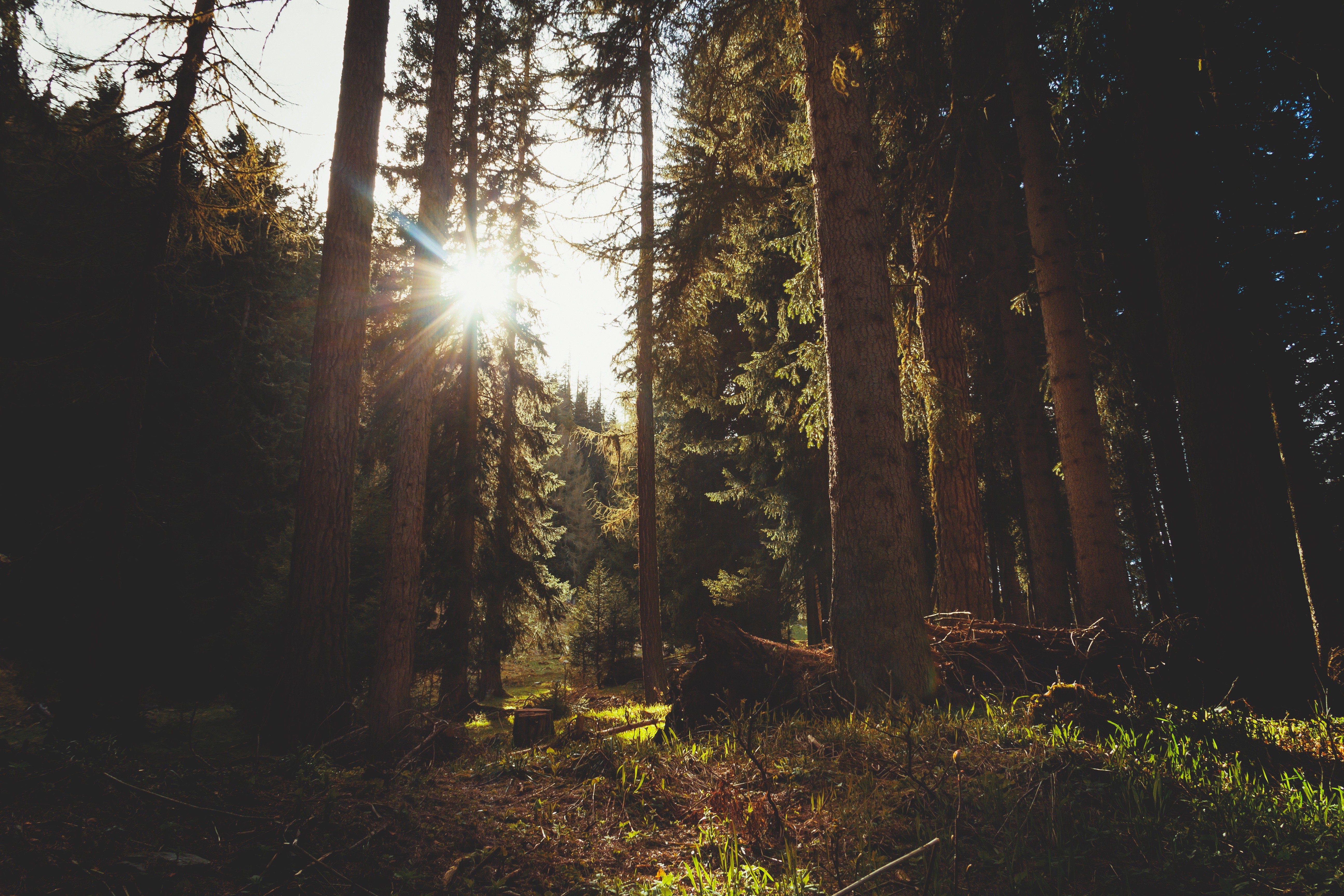 forest-sun.jpg